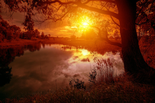 Обои картинки фото природа, восходы, закаты, солнце, деревья, пруд, озеро, закат, расвет
