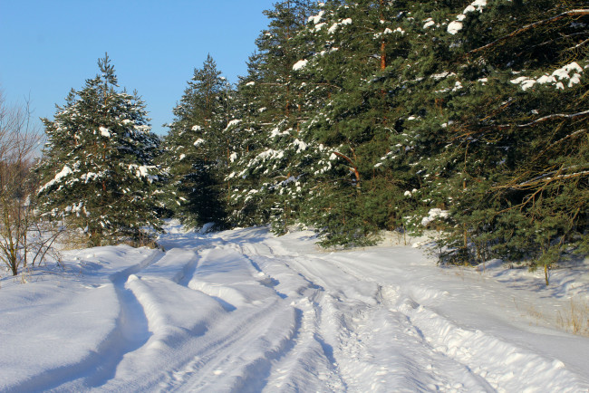 Обои картинки фото природа, зима, тени, снег, лес