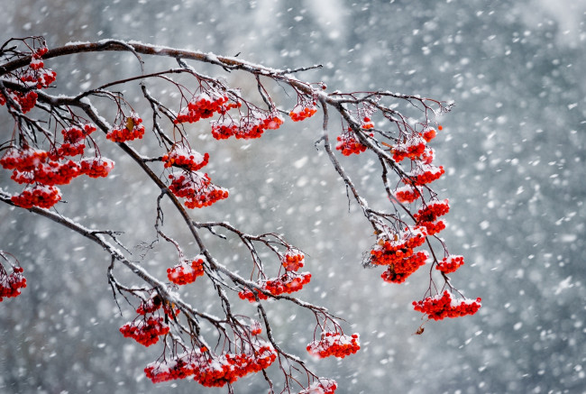 Обои картинки фото природа, Ягоды,  рябина, рябина, снег, зима