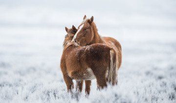 Картинка животные лошади поле пара зима снег бурые
