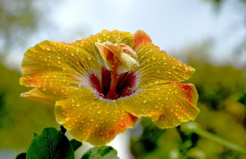 Картинка цветы гибискусы макро гибискус капли