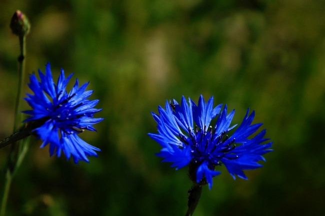 Обои картинки фото цветы, васильки, синий