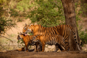 Картинка животные тигры язык взгляд природа тигр дерево листва прогулка трио тигрица тигрята семейство детеныши мать вылизывает три тигра
