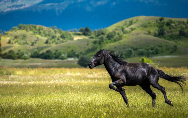 Обои картинки фото животные, лошади, вороной, луг, трава, холмы, горы