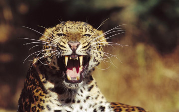 Картинка fangs amur leopard животные леопарды