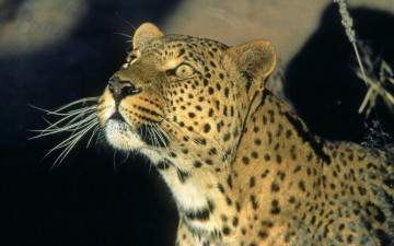 Картинка leopard namibia africa животные леопарды