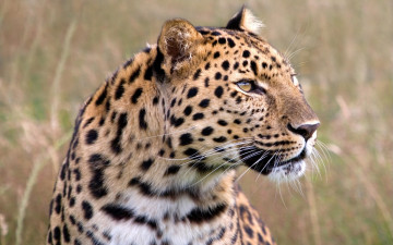 Картинка male amur leopard wildlife heritage foundation united kingdom животные леопарды