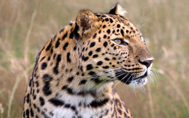 Обои картинки фото male, amur, leopard, wildlife, heritage, foundation, united, kingdom, животные, леопарды