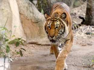 Картинка животные тигры полосы хищник