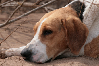 Картинка животные собаки голова морда пёс отдых
