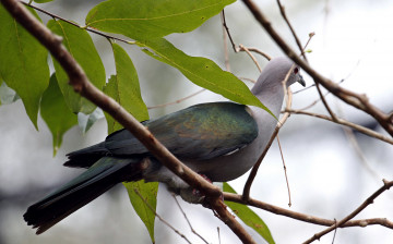 Картинка животные голуби листья ветви голубь птица