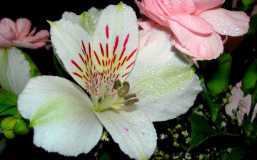 Картинка цветы альстромерия капли