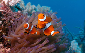 Картинка животные рыбы рыба-клоун кораллы риф