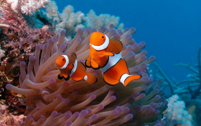 Обои картинки фото животные, рыбы, рыба-клоун, кораллы, риф