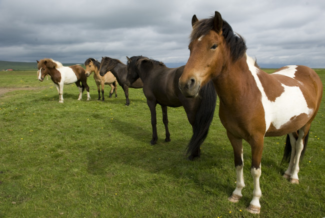 Обои картинки фото животные, лошади, пастбище, кони