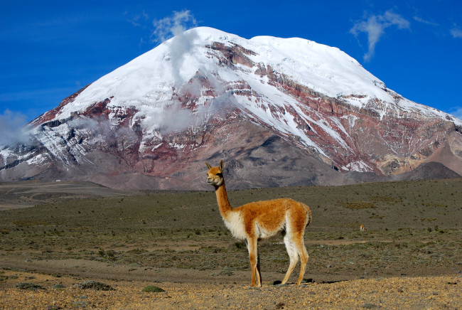 Обои картинки фото животные, ламы, эквадор