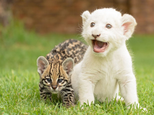 Картинка животные разные вместе онцилла котята детёныши львёнок