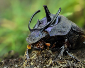Картинка животные насекомые жук насекомое утро макро
