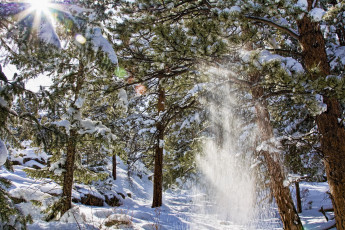 Картинка природа зима снег сосны лес