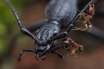 Картинка животные насекомые муравьи фон усики макро жук