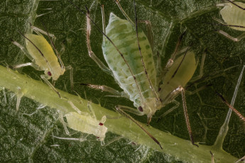 Картинка животные насекомые тля лист макро