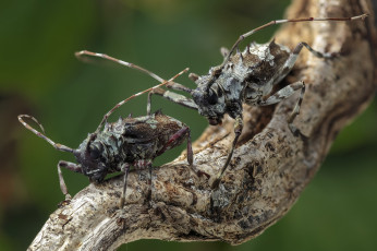 Картинка животные насекомые фон усики макро кузнечики