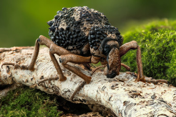 Картинка животные насекомые фон усики макро жук