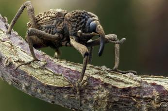 Картинка животные насекомые фон усики жук макро