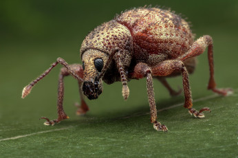 Картинка животные насекомые макро фон жук усики