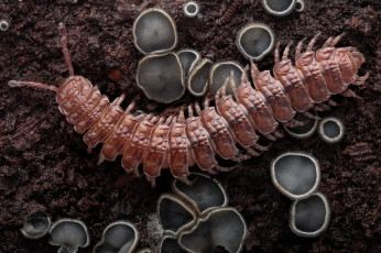 Картинка животные насекомые насекомое сороконожка утро фон макро грибы