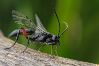 Картинка животные насекомые насекомое утро фон макро