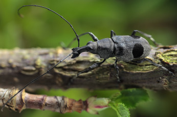 Картинка животные насекомые утро фон макро усики жук