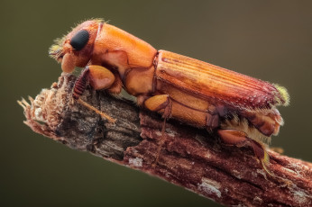 Картинка животные насекомые жук макро фон усики