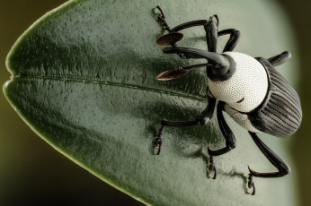 Картинка животные насекомые жук насекомое утро фон макро лист