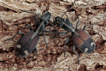 Картинка животные насекомые жуки фон утро макро