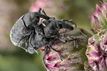 Картинка животные насекомые жуки макро утро фон
