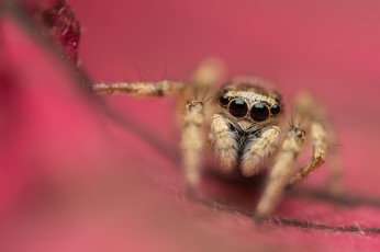 Картинка животные пауки фон глаза паук макро
