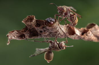 Картинка животные пчелы +осы +шмели фон насекомые пчёлы осы соты личинка макро