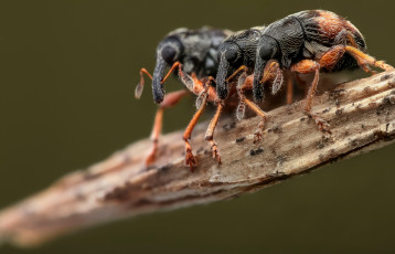 Картинка животные насекомые фон жуки макро