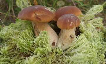 Картинка природа грибы растение