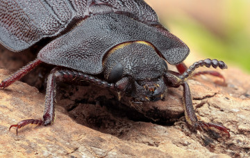 Картинка животные насекомые усики фон жук макро