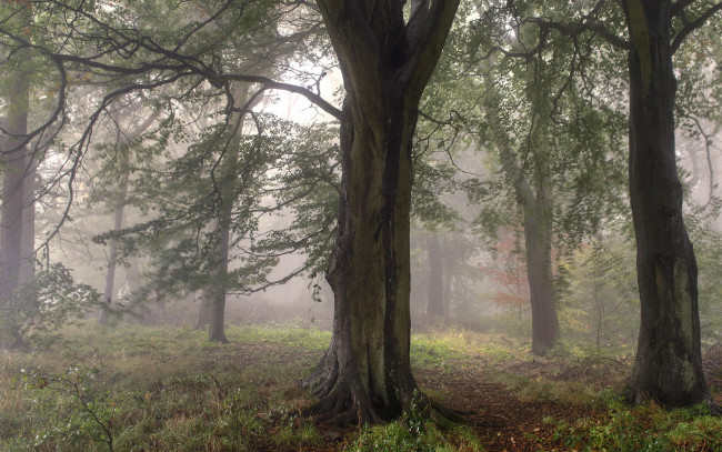 Обои картинки фото природа, лес, туман, деревья