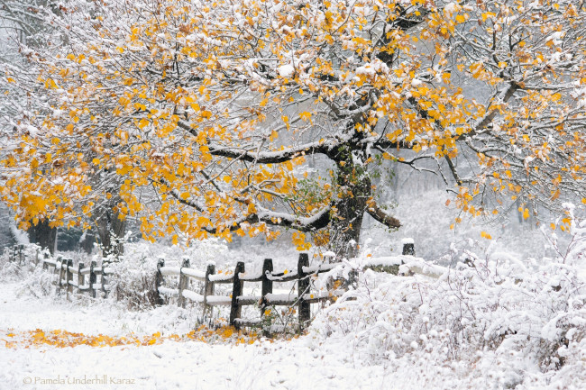 Обои картинки фото природа, зима, снег, осень, забор, жёлтая, листва, дерево