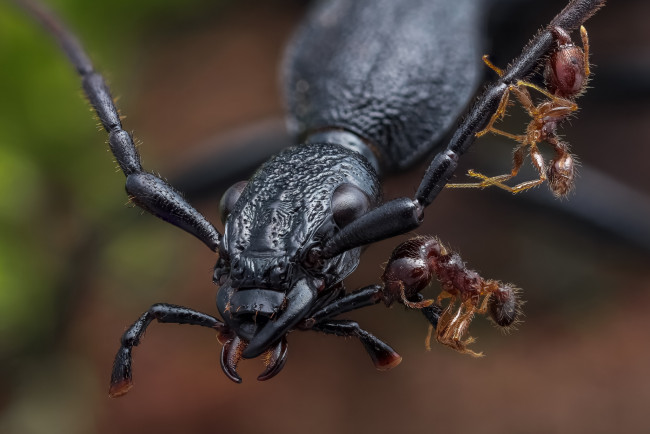 Обои картинки фото животные, насекомые, муравьи, фон, усики, макро, жук