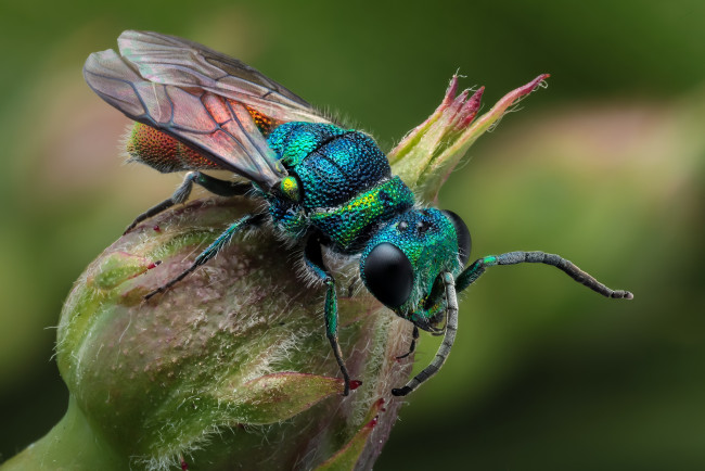 Обои картинки фото животные, пчелы,  осы,  шмели, насекомое, утро, зелёный, фон, макро