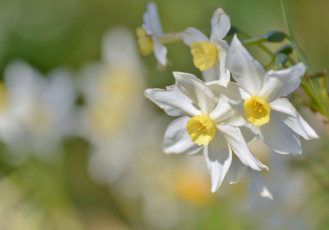 Картинка цветы нарциссы макро весна боке