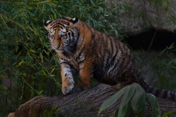 Картинка животные тигры тигренок