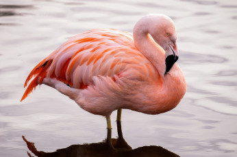 Картинка животные фламинго птичка