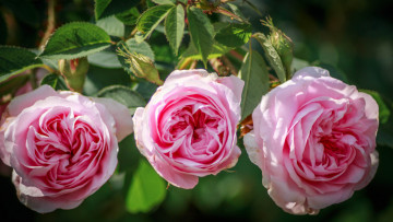 Картинка цветы розы флора