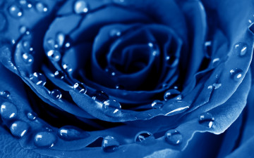 Картинка цветы розы роза голубая роса капли бутон макро